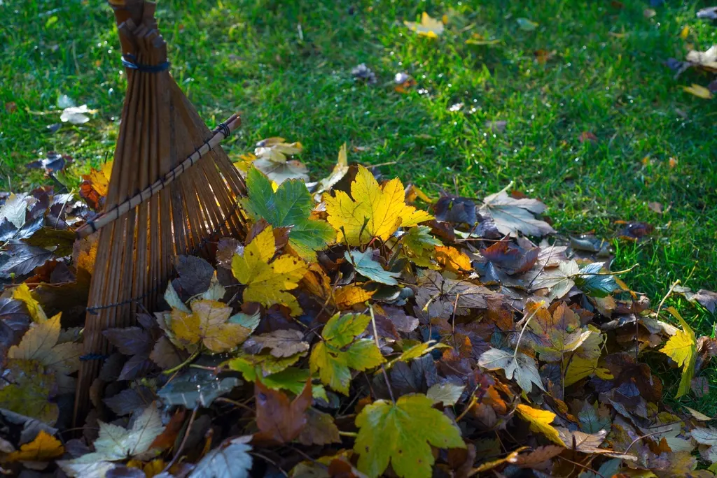 Herbstlaub wird im Garten zusammengerecht